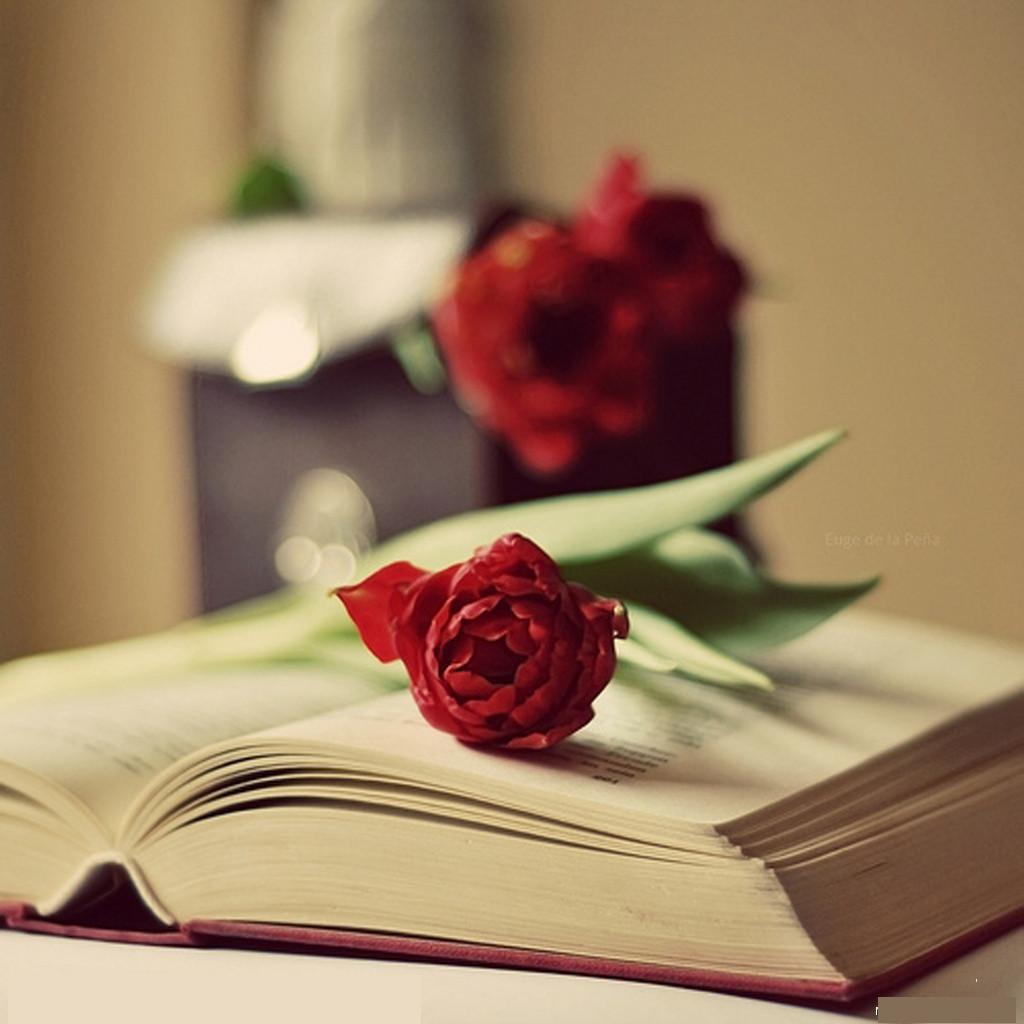 书与红花